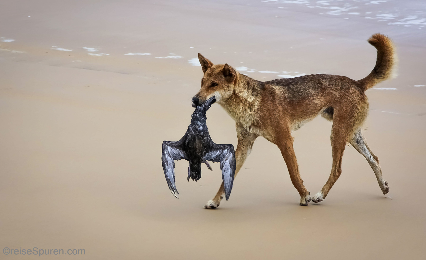 Dingo mit Beute
