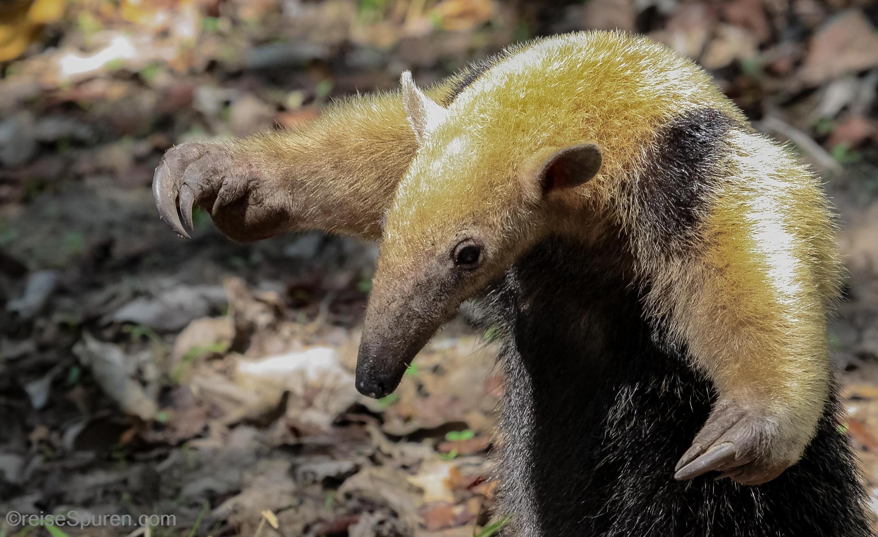 Ameisenbär