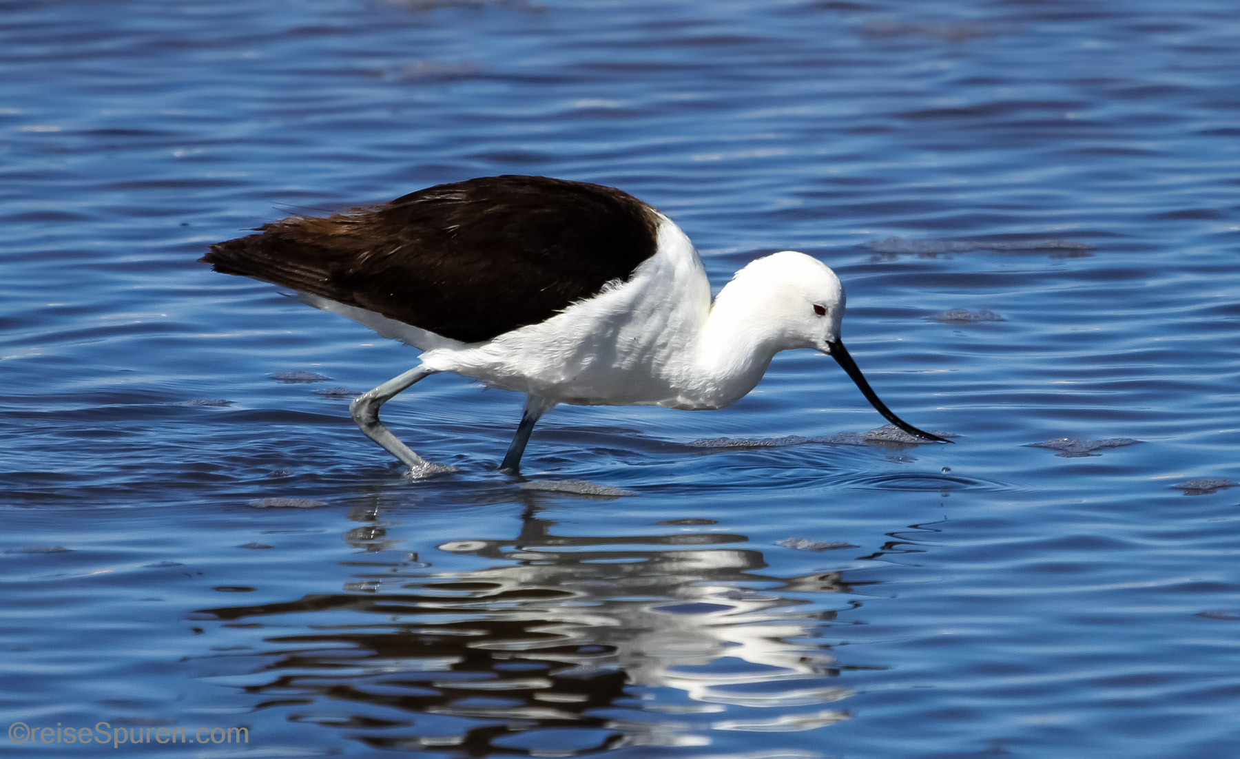 Andensäbelschnäbler