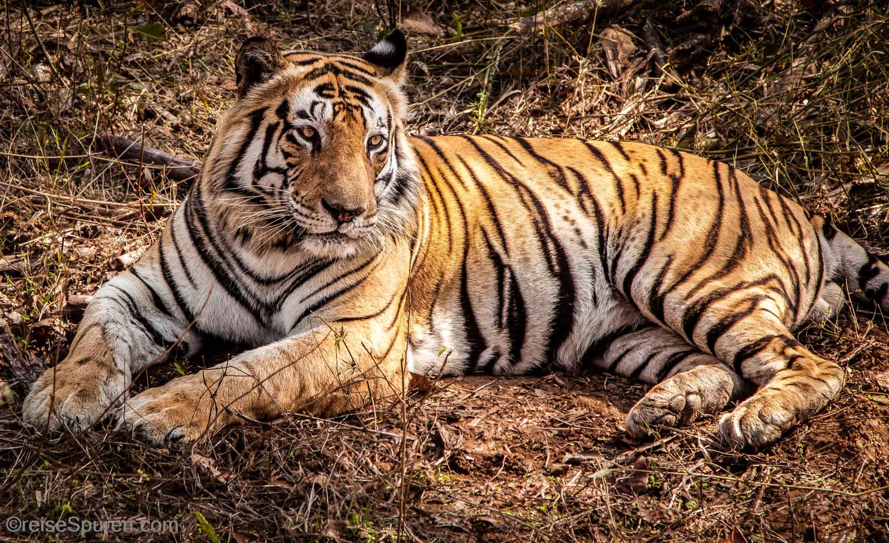 Bengal Tiger