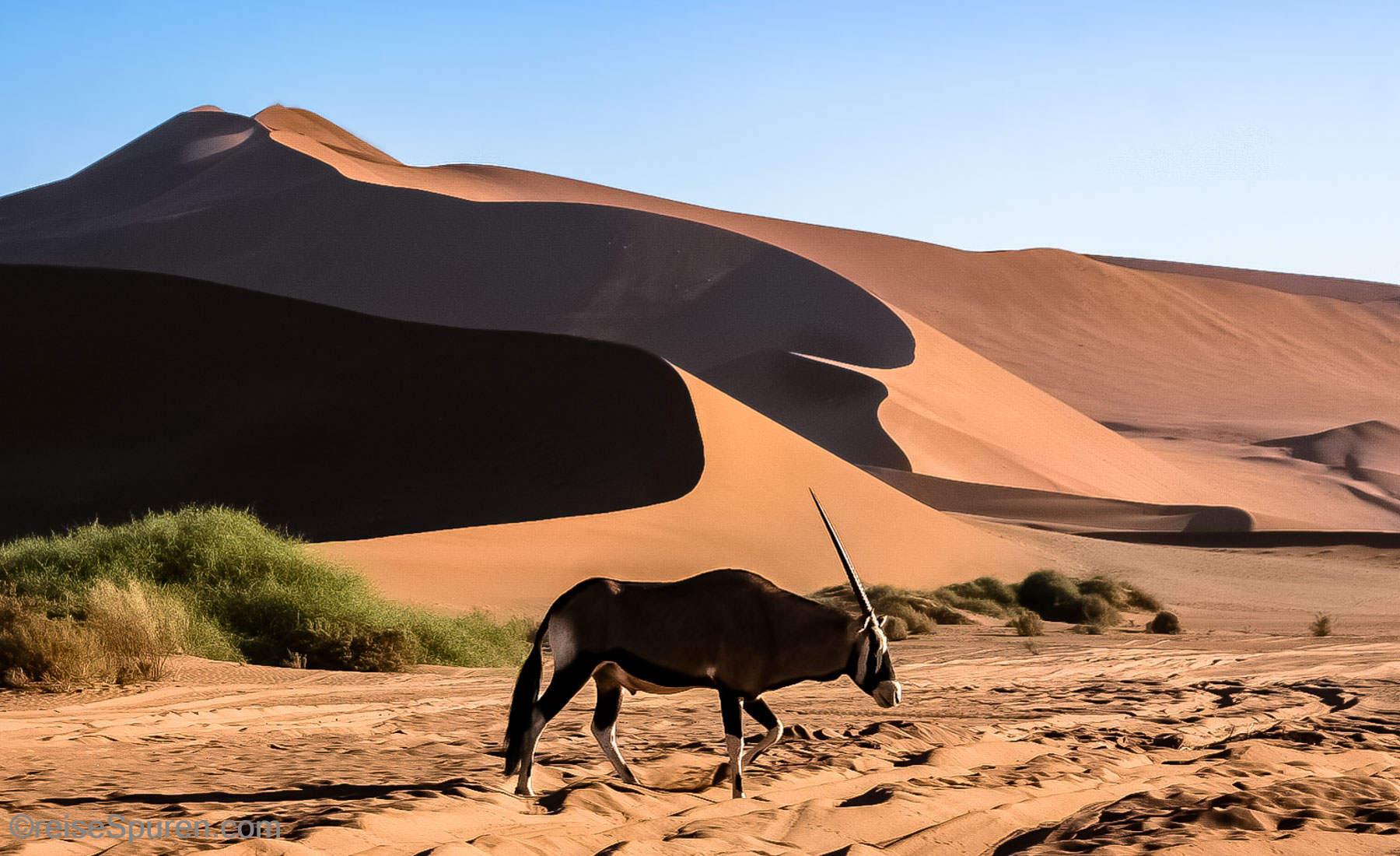 Oryx-Antilope