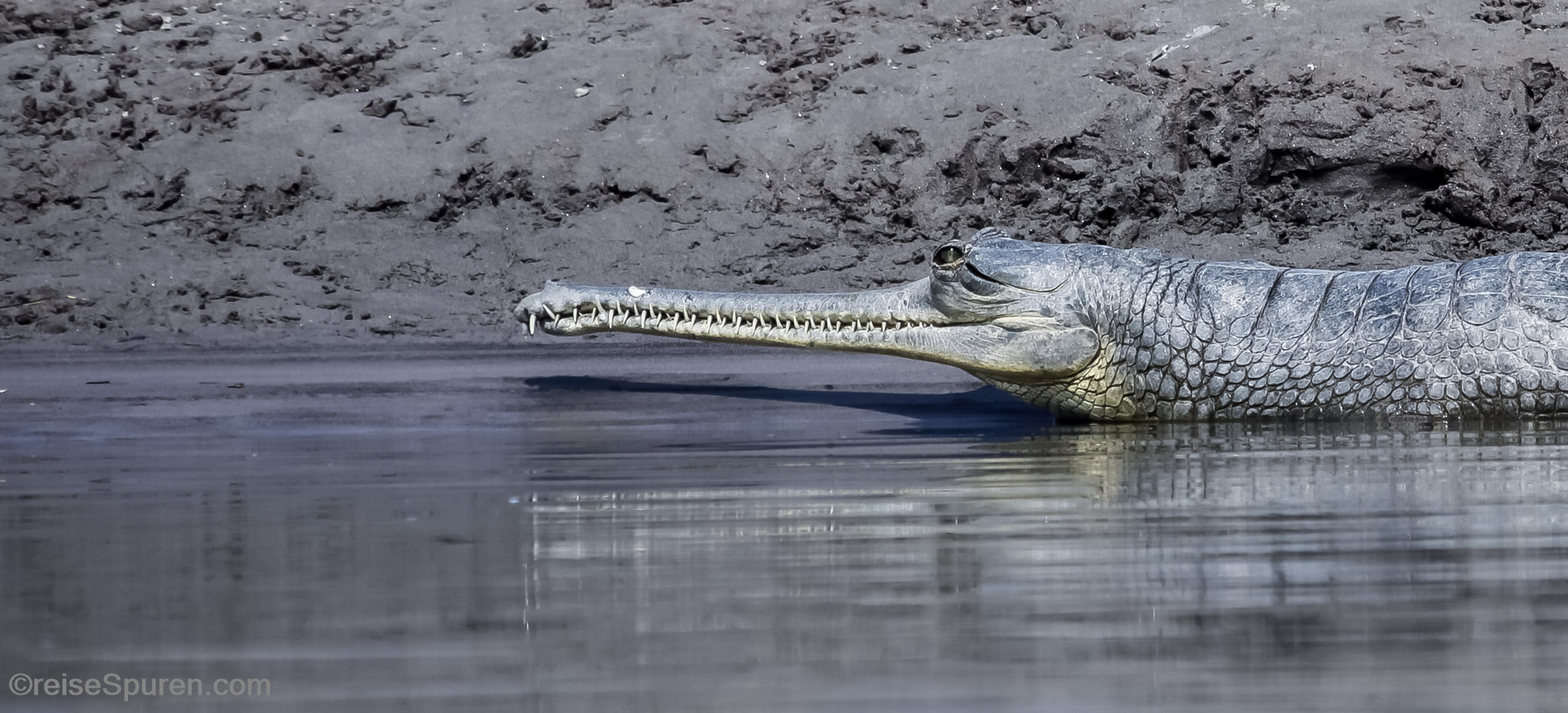 Gavial