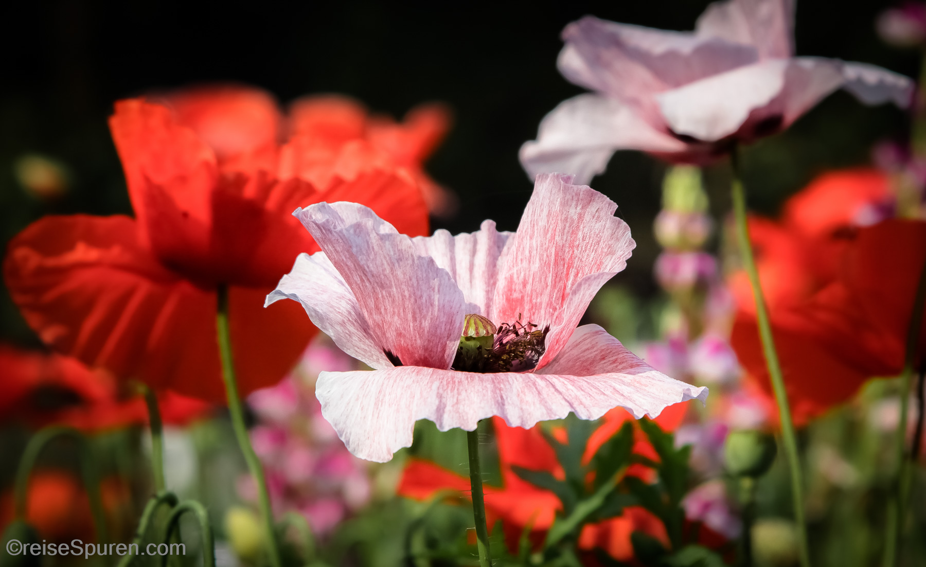 Klatschmohn