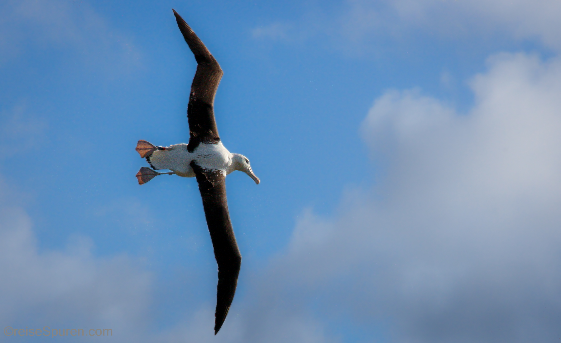 Königsalbatros - Royal Albatross Center