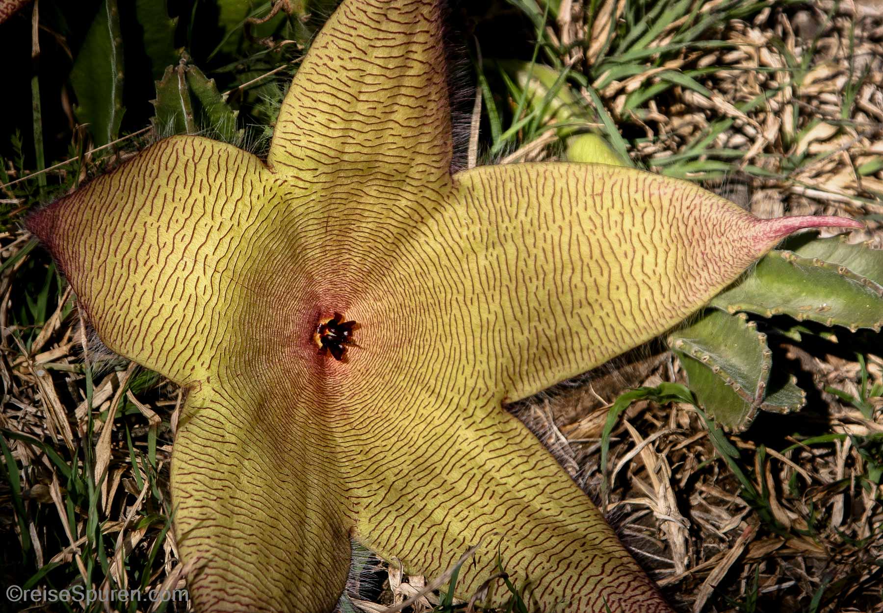 Riesenblüte